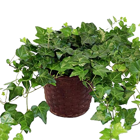 plant-not-found