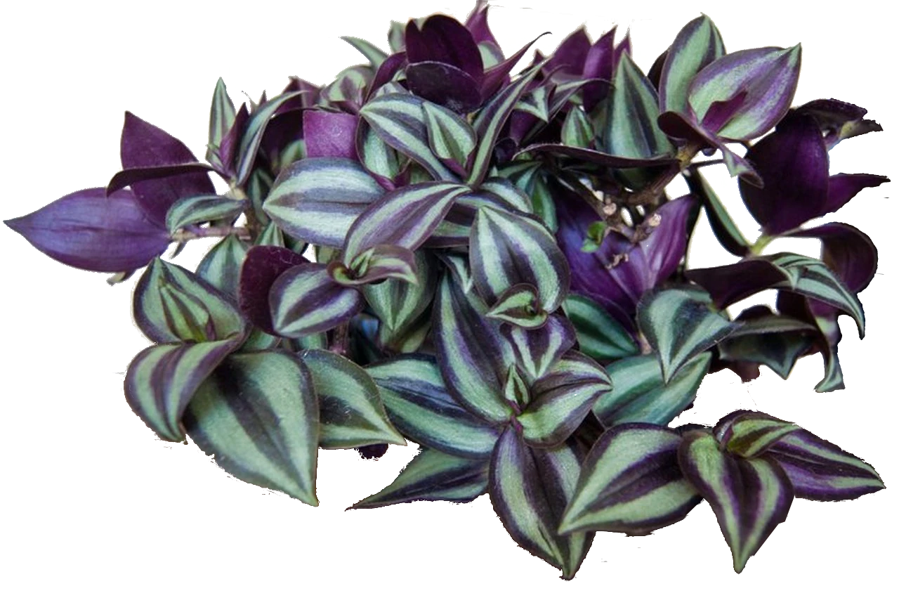 plant-not-found